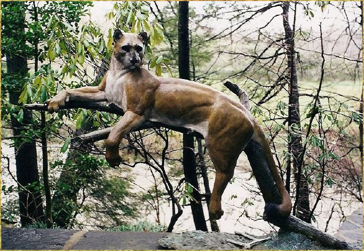Mountain Lion